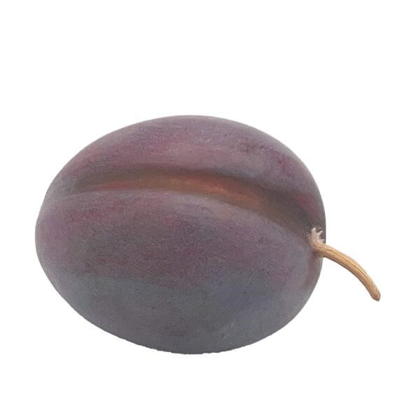 LF009 I Oblong Plum